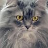 Longhair Grey Cat Diamond Painting