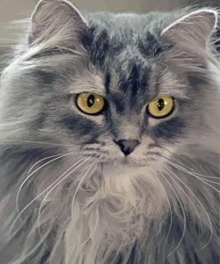 Longhair Grey Cat Diamond Painting