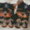 Yorkshire Terrier Diamond Paintings