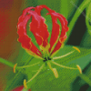 Gloriosa Lily Diamond Paintings