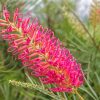 Grevillea Spider Flower Diamond Painting