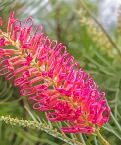 Grevillea Spider Flower Diamond Painting