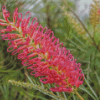 Grevillea Spider Flower Diamond Paintings