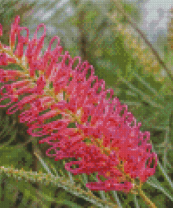 Grevillea Spider Flower Diamond Paintings