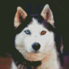 Husky Bicolored Eyes Diamond Paintings