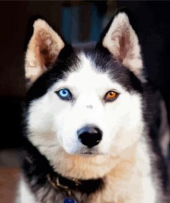 Husky Bicolored Eyes Diamond Painting