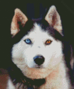 Husky Bicolored Eyes Diamond Paintings