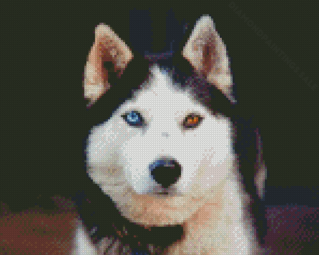 Husky Bicolored Eyes Diamond Paintings