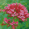 Pink Valerian Diamond Paintings