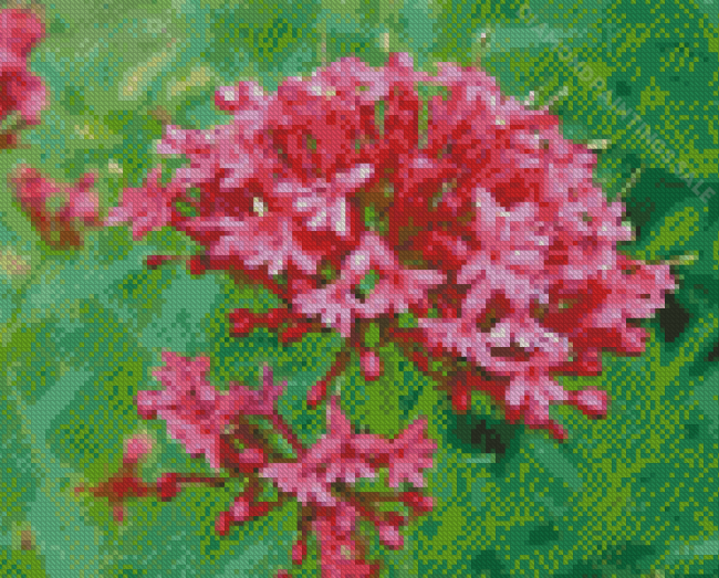 Pink Valerian Diamond Paintings