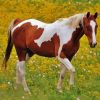 Pinto Horse In Meadow Diamond Painting