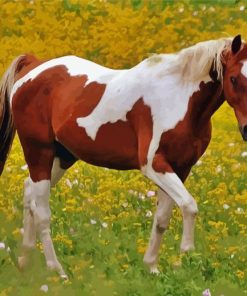 Pinto Horse In Meadow Diamond Painting