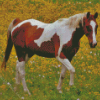 Pinto Horse In Meadow Diamond Paintings