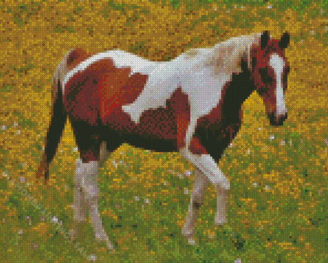 Pinto Horse In Meadow Diamond Paintings