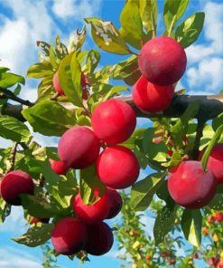 Plum Tree Diamond Painting