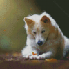 Puppy Butterfly Diamond Paintings