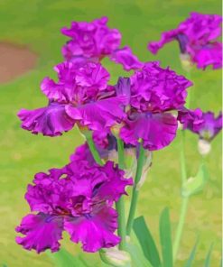 Purple Bearded Iris Plants Diamond Painting