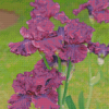 Purple Bearded Iris Plants Diamond Paintings