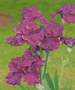 Purple Bearded Iris Plants Diamond Paintings