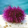 Sea Urchin Diamond Painting