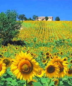 Sunflowers Field Italy Diamond Painting