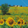 Sunflowers Field Italy Diamond Paintings