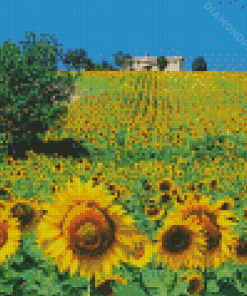 Sunflowers Field Italy Diamond Paintings