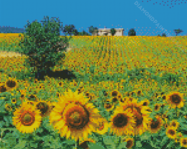 Sunflowers Field Italy Diamond Paintings