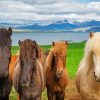 The Icelandic Horses Diamond Painting