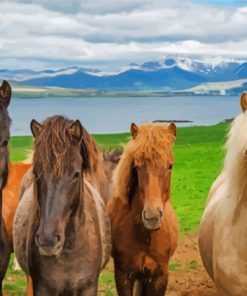 The Icelandic Horses Diamond Painting