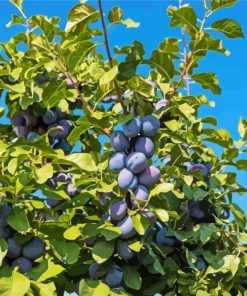 The Plums Fruit Tree Diamond Painting