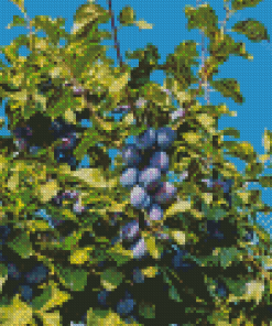 The Plums Fruit Tree Diamond Paintings