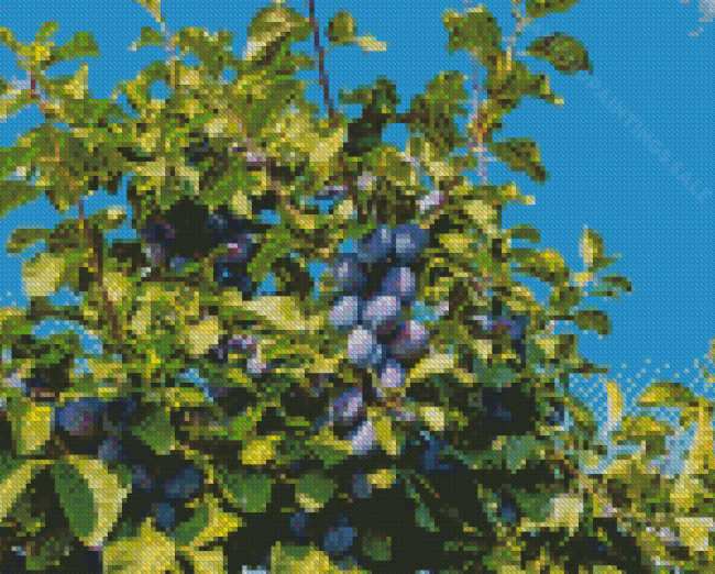 The Plums Fruit Tree Diamond Paintings