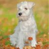 White Miniature Schnauzer Dog Diamond Painting
