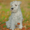 White Miniature Schnauzer Dog Diamond Paintings