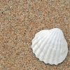 White Shell On Sand Diamond Painting
