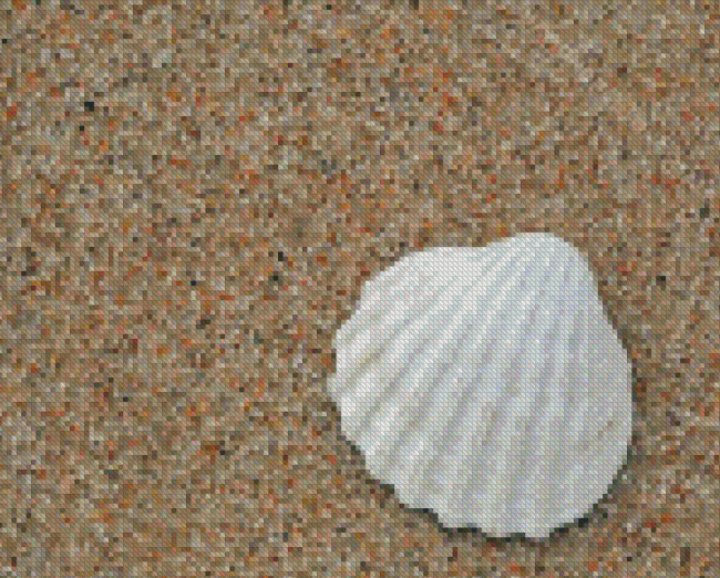White Shell On Sand Diamond Paintings