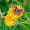 Yellow Dandelion And Butterfly Diamond Painting