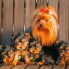 Yorkshire Terrier Puppies Diamond Painting