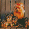 Yorkshire Terrier Puppies Diamond Paintings