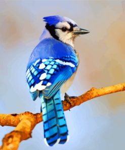Blue Jay Bird Diamond Painting