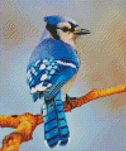 Blue Jay Bird Diamond Paintings
