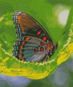 Aesthetic Limenitis Arthemis Diamond Paintings