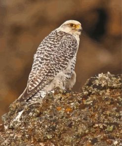 Aesthetic White Gyrfalcon Diamond Painting