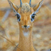 Baby Dik Dik Animal Diamond Paintings