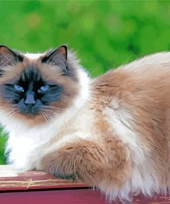 Birman Cat Diamond Painting