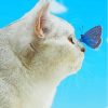 Cool Cat With Butterfly On Nose Diamond Painting