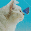 Cool Cat With Butterfly On Nose Diamond Paintings