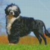 Portuguese Water Dog Diamond Paintings