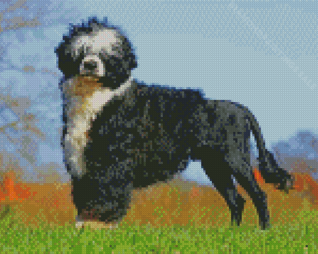 Portuguese Water Dog Diamond Paintings